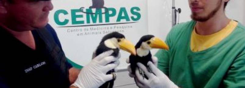 Filhotes de tucanos so resgatados em estao desativada em Botucatu